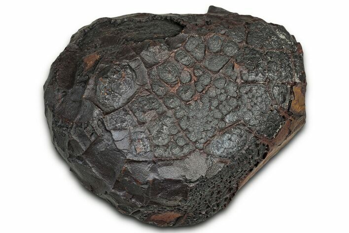 Dragon Scale Stone (Iron, Manganese, Siderite Nodule) #330288